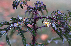 Solanum atropurpureum Seeds