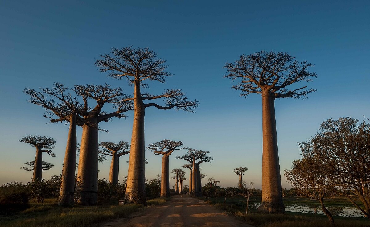 Baobab Tree Seeds - Ivory Coast Locale