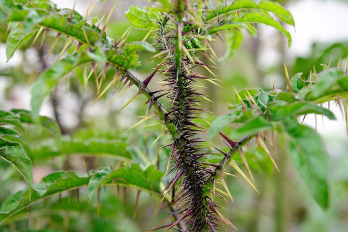 Solanum atropurpureum Seeds