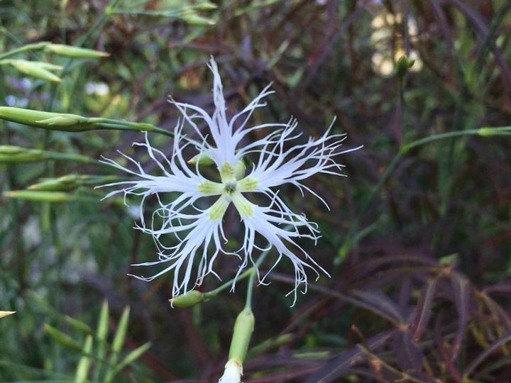 Dianthus superbus seeds