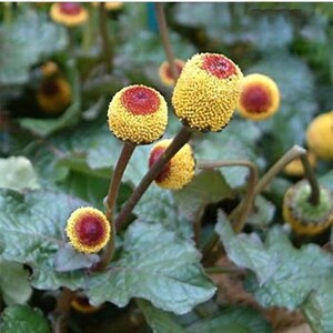 Spilanthes acmella - (Toothache plant) Seeds.