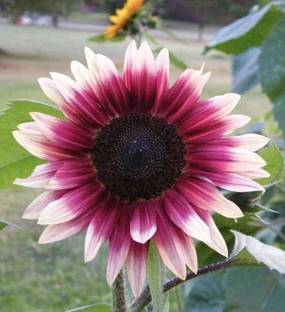 Sunflower ‘Cherry Rose’ Seeds