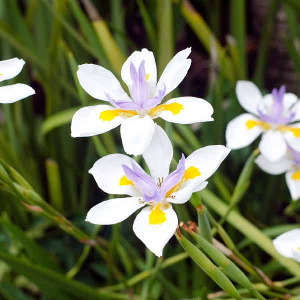 Dietes iridioides seeds