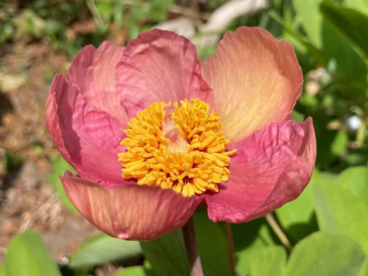 Molly The Witch Peony Hybrid Seeds