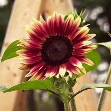 Sunflower ‘Cherry Rose’ Seeds