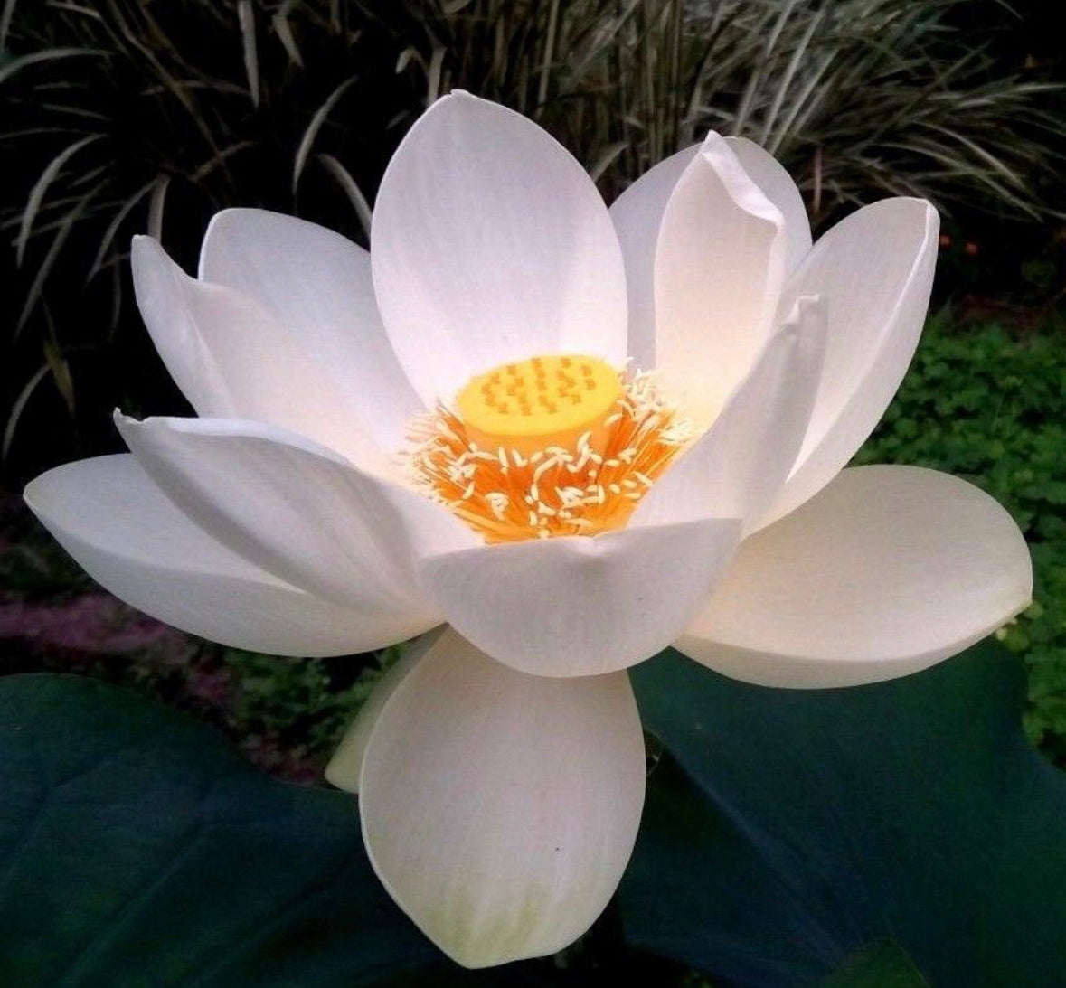 Lotus ‘Snow White’ seeds