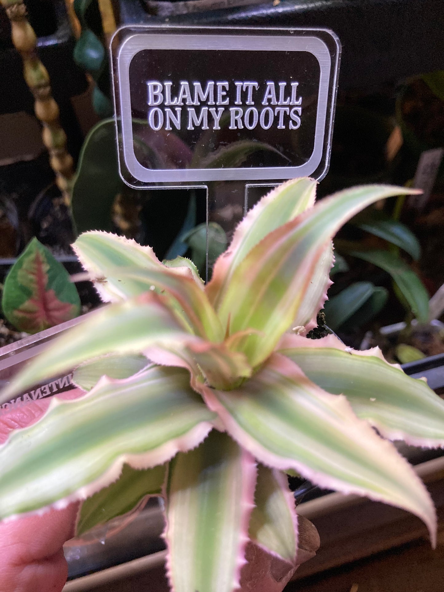 Funny Plant Markers - Blame it all on my roots