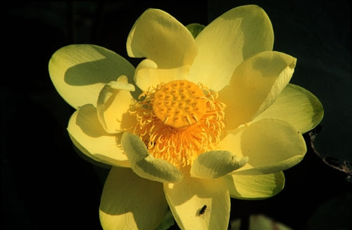Lotus ‘Yellow Boat’ seeds