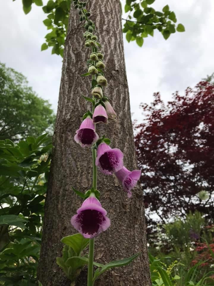 Paulownia tomentosa seeds