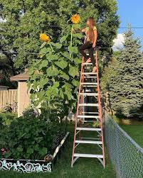 Sunflower ‘American Giant Hybrid’ Seeds