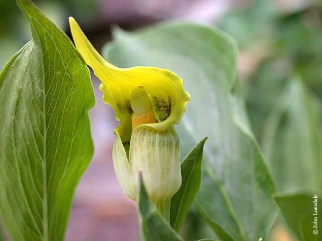 Arisaema flavum seeds