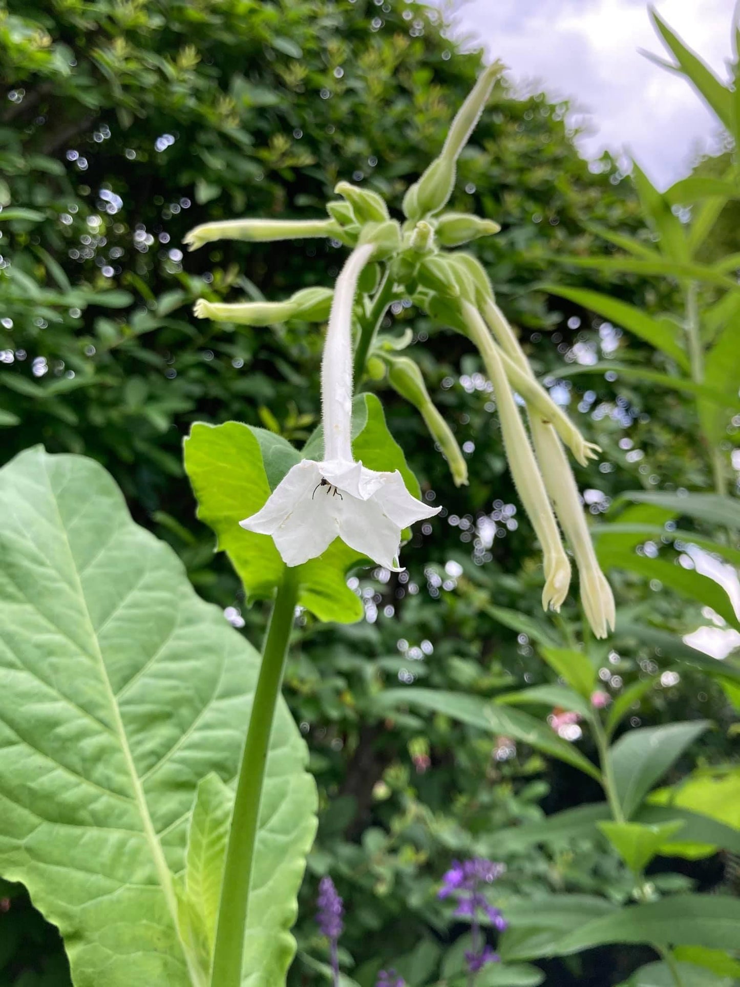 Nicotiana ‘Only the Lonely’ seeds