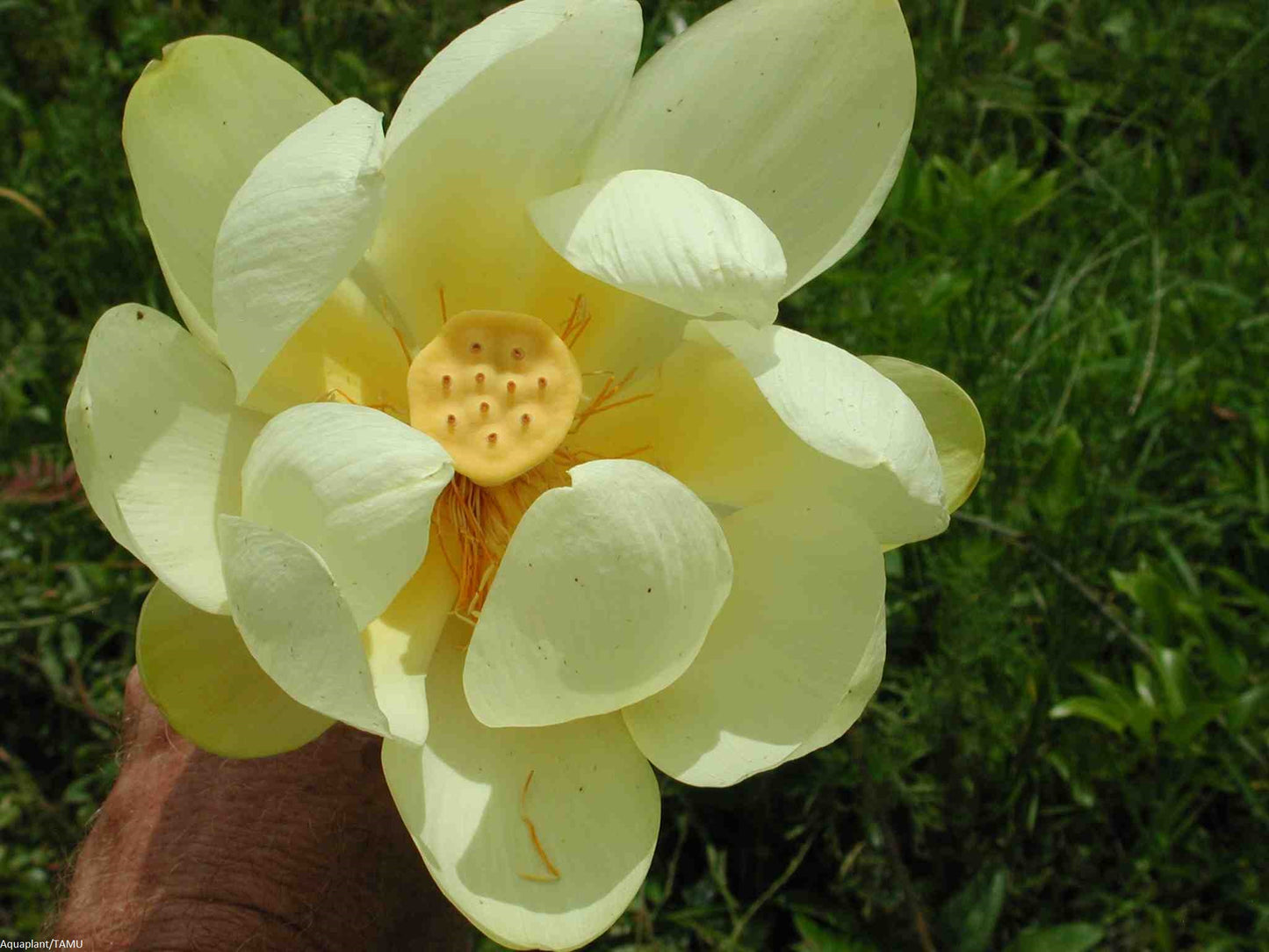 Lotus ‘Yellow Boat’ seeds