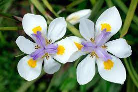 Dietes iridioides seeds