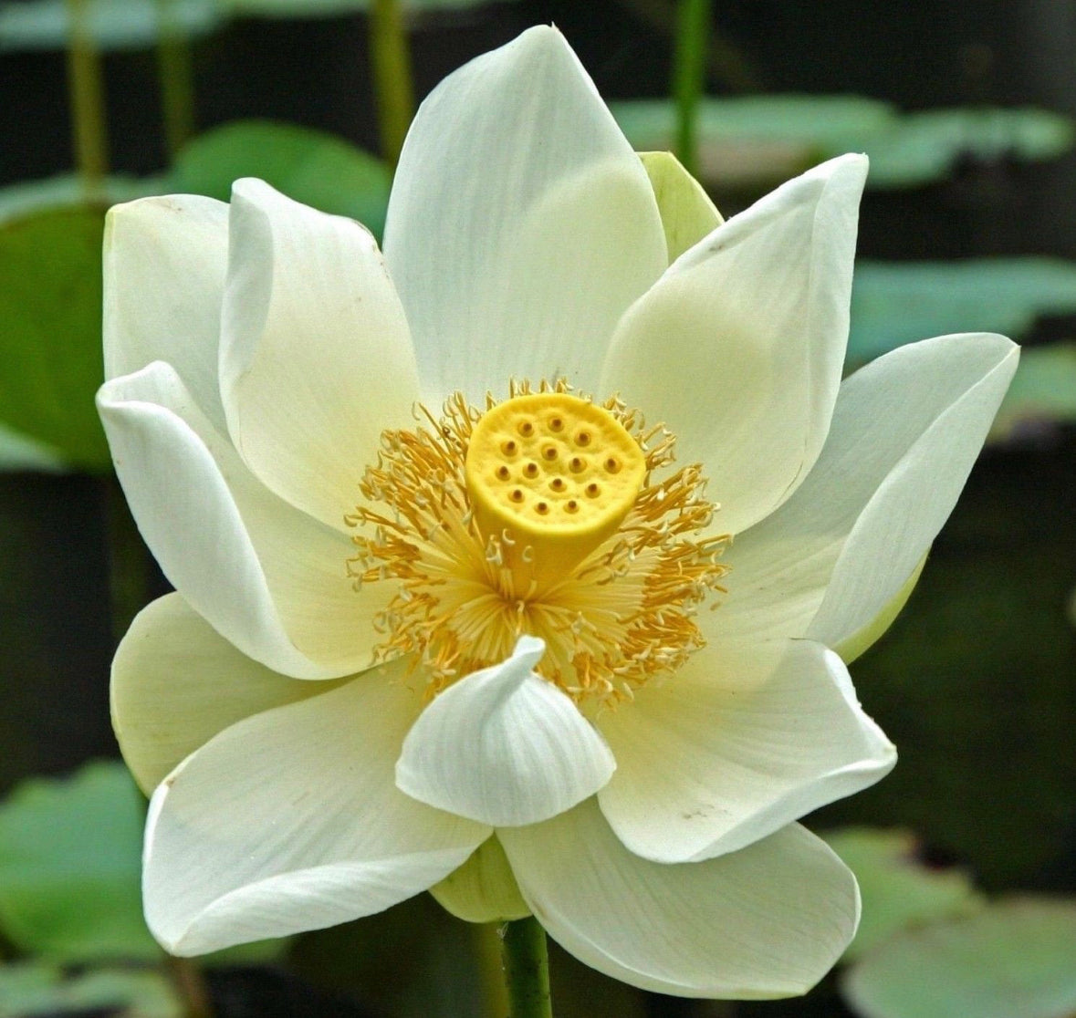 Lotus ‘Snow White’ seeds
