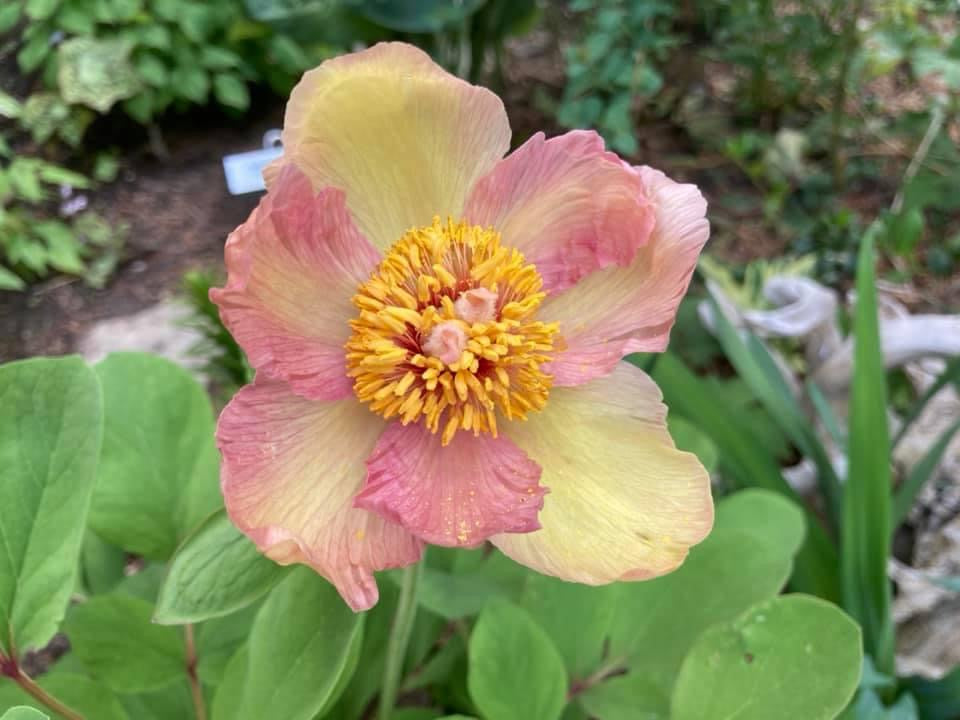 Molly The Witch Peony Hybrid Seeds