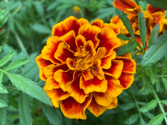 French Marigold Mixed Seeds