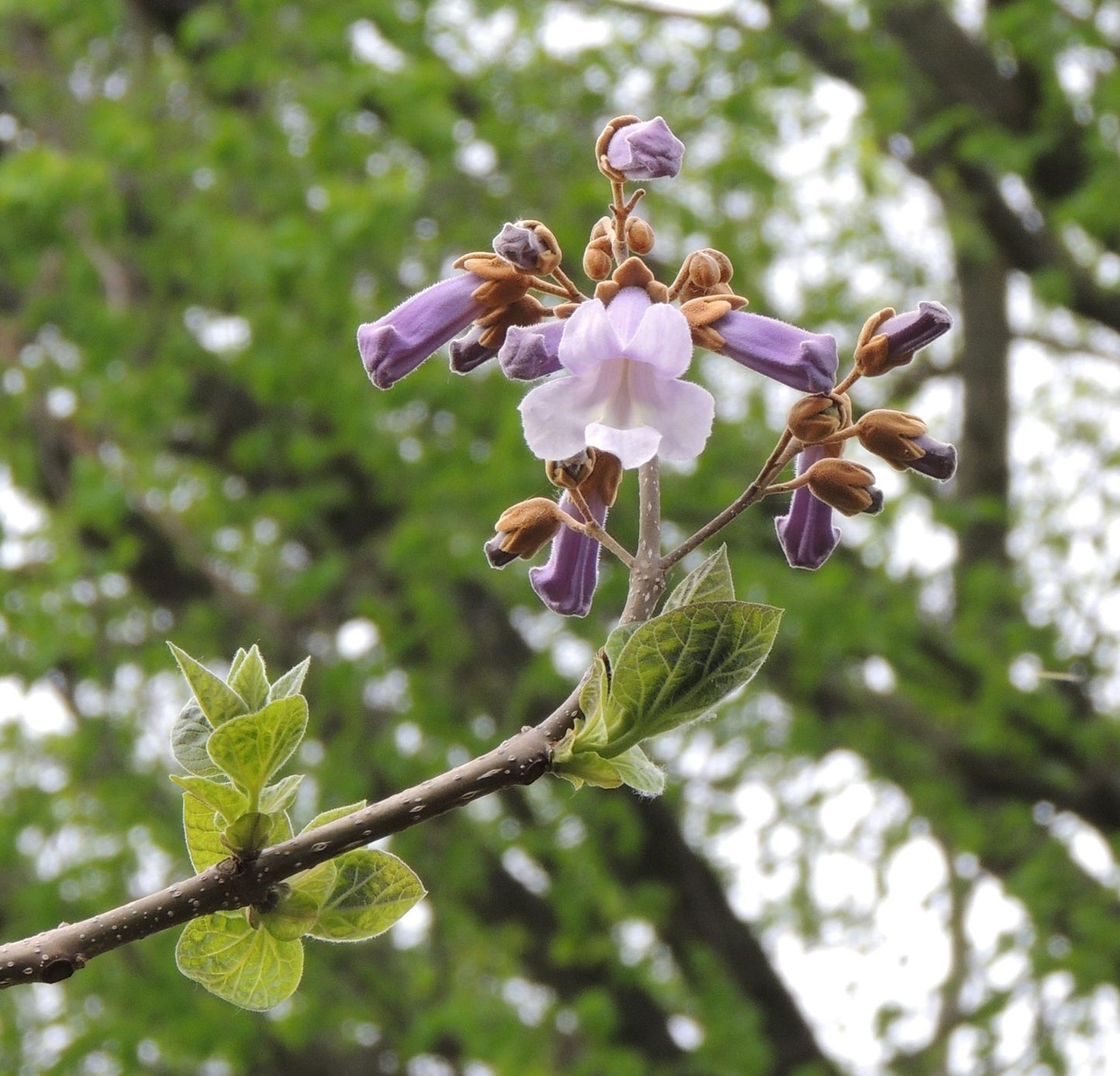 Paulownia tomentosa seeds