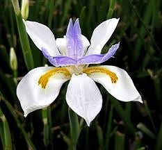 Dietes iridioides seeds