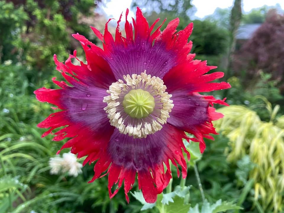 Drama Queen Poppy Seeds