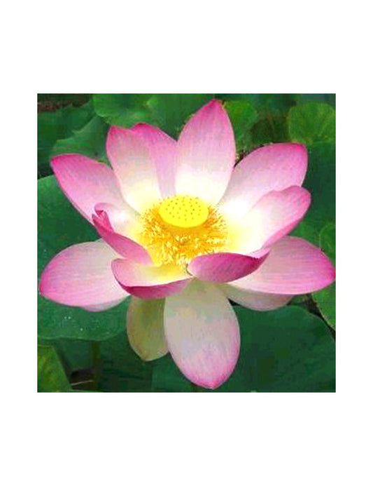 Sacred Lotus - Pink - Seeds